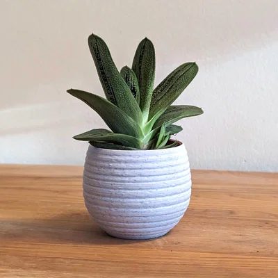 Chậu Trồng Cây Honeypot Chạm Khắc