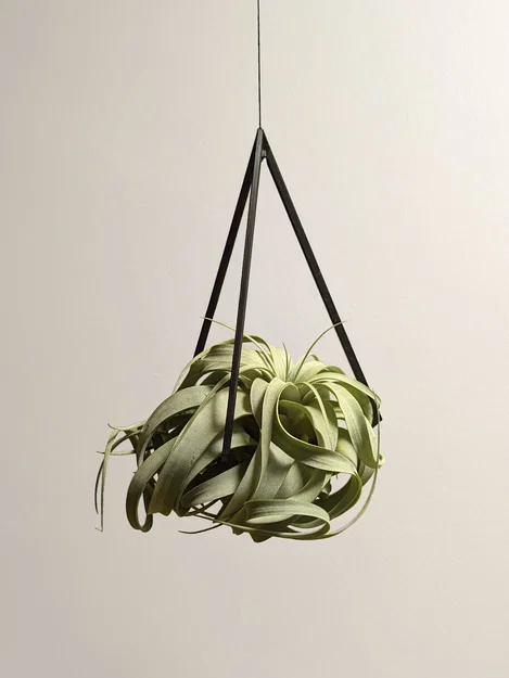 Móc treo Tillandsia (Air Plant Hanger) tối giản - Image 1