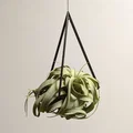 Móc treo Tillandsia (Air Plant Hanger) tối giản - Thumbnail 1