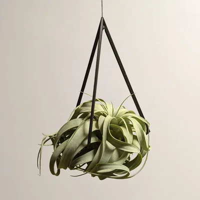 Móc treo Tillandsia (Air Plant Hanger) tối giản