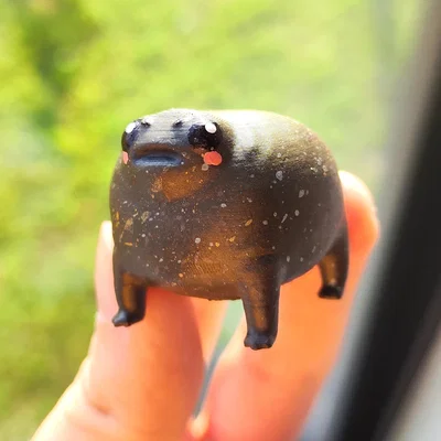 Ếch Mũm Mĩm Dễ Thương – Black Rain Frog/Desert Rain Frog Cáu Kỉnh