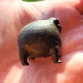 Ếch Mũm Mĩm Dễ Thương – Black Rain Frog/Desert Rain Frog Cáu Kỉnh - Thumbnail 3
