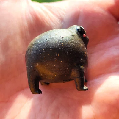 Ếch Mũm Mĩm Dễ Thương – Black Rain Frog/Desert Rain Frog Cáu Kỉnh