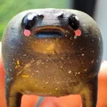Ếch Mũm Mĩm Dễ Thương – Black Rain Frog/Desert Rain Frog Cáu Kỉnh - Thumbnail 4