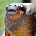 Ếch Mũm Mĩm Dễ Thương – Black Rain Frog/Desert Rain Frog Cáu Kỉnh - Thumbnail 5