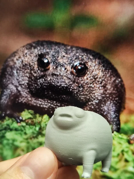 Ếch Mũm Mĩm Dễ Thương – Black Rain Frog/Desert Rain Frog Cáu Kỉnh - Image 6