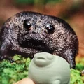 Ếch Mũm Mĩm Dễ Thương – Black Rain Frog/Desert Rain Frog Cáu Kỉnh - Thumbnail 6