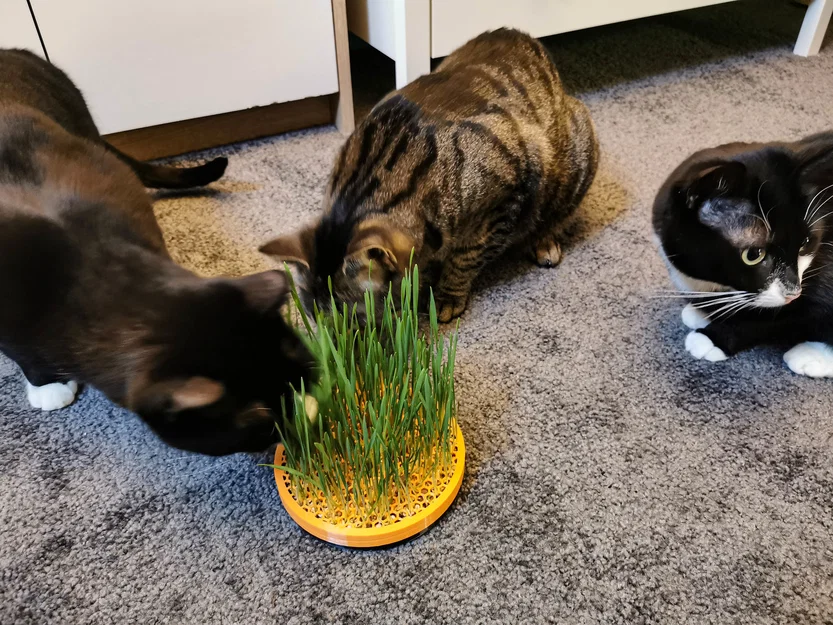 Chậu trồng cỏ mèo Cat Grass Planter (2 mảnh nắp vặn) - Image 1