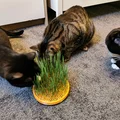 Chậu trồng cỏ mèo Cat Grass Planter (2 mảnh nắp vặn) - Thumbnail 1