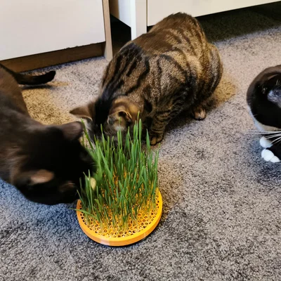 Chậu trồng cỏ mèo Cat Grass Planter (2 mảnh nắp vặn)