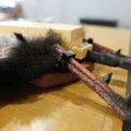 Giá đỡ chân gà tây 3D chuyên dụng cho bộ trưng bày Turkey Fan - Thumbnail 2