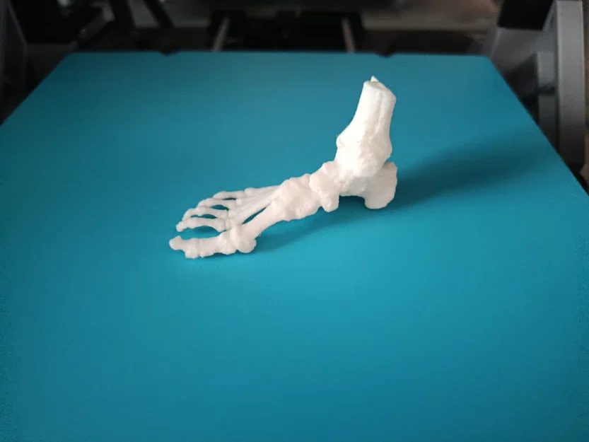 Mô hình giải phẫu bàn chân/cổ chân - Image 1