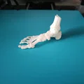 Mô hình giải phẫu bàn chân/cổ chân - Thumbnail 1