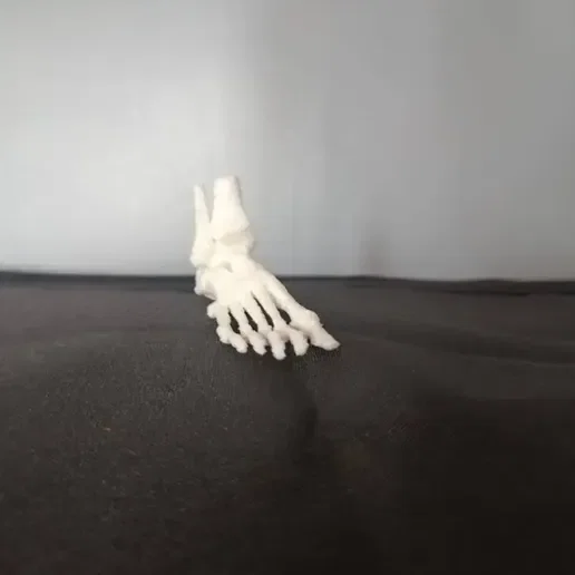 Mô hình giải phẫu bàn chân/cổ chân - Image 2