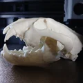 Hộp Sọ Wolverine (Wolverine Skull) – Mẫu 3D In Được - Thumbnail 1