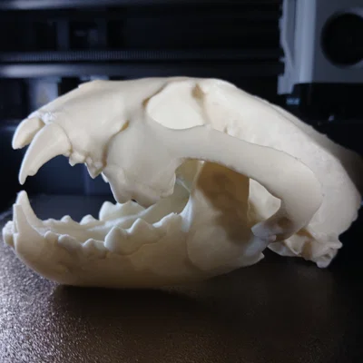 Hộp Sọ Wolverine (Wolverine Skull) – Mẫu 3D In Được