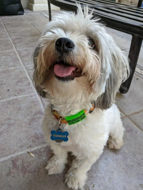 Customizable Dog Tag ▼・ᴥ・▼ (Thẻ tên cún tùy biến) - Image 1