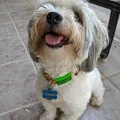 Customizable Dog Tag ▼・ᴥ・▼ (Thẻ tên cún tùy biến) - Thumbnail 1