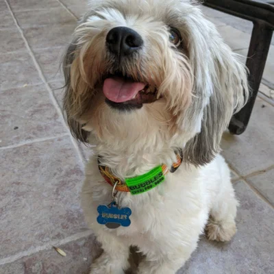 Customizable Dog Tag ▼・ᴥ・▼ (Thẻ tên cún tùy biến)