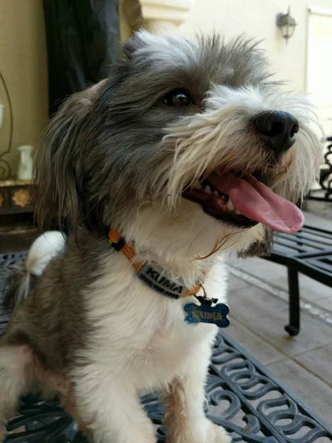 Customizable Dog Tag ▼・ᴥ・▼ (Thẻ tên cún tùy biến) - Image 2