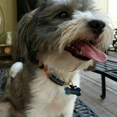 Customizable Dog Tag ▼・ᴥ・▼ (Thẻ tên cún tùy biến)
