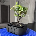 Chậu trồng Bonsai (Bonsai Planter) kèm/không kèm khay - Thumbnail 7