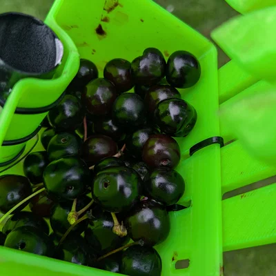 Dụng cụ hái cherry cầm tay tự chế bằng in 3D tiện lợi