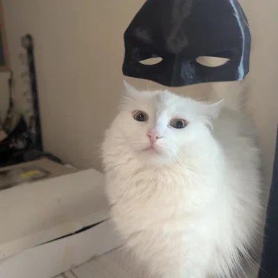 Mặt nạ Batman cho mèo (Bat Cat Batman Mask) - File in 3D cực dễ