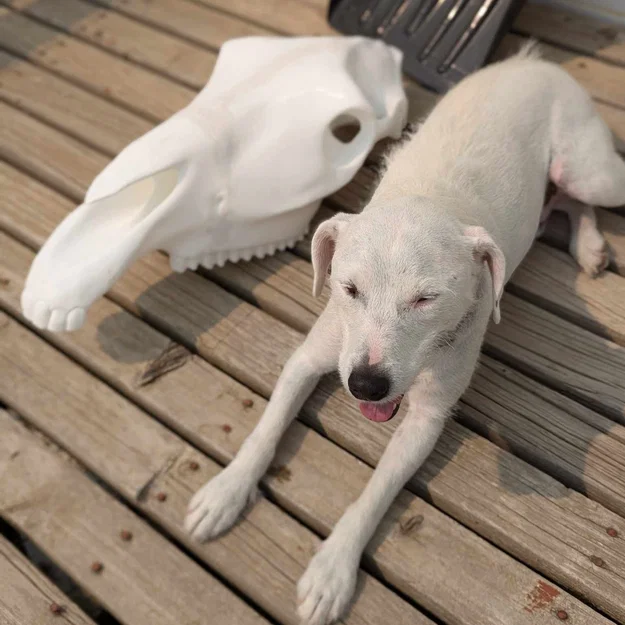 Hộp Sọ Ngựa Full Size – Nhiều Phần (Multiple Part) - Image 1