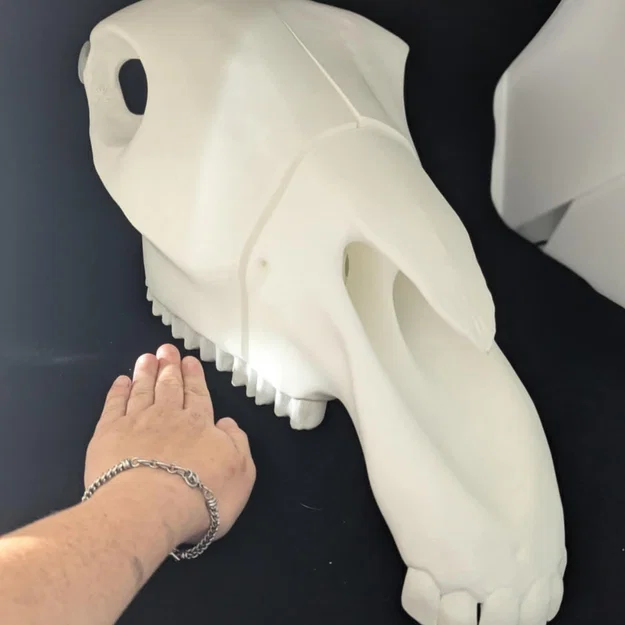 Hộp Sọ Ngựa Full Size – Nhiều Phần (Multiple Part) - Image 2