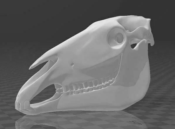 Hộp Sọ Ngựa Full Size – Nhiều Phần (Multiple Part) - Image 3