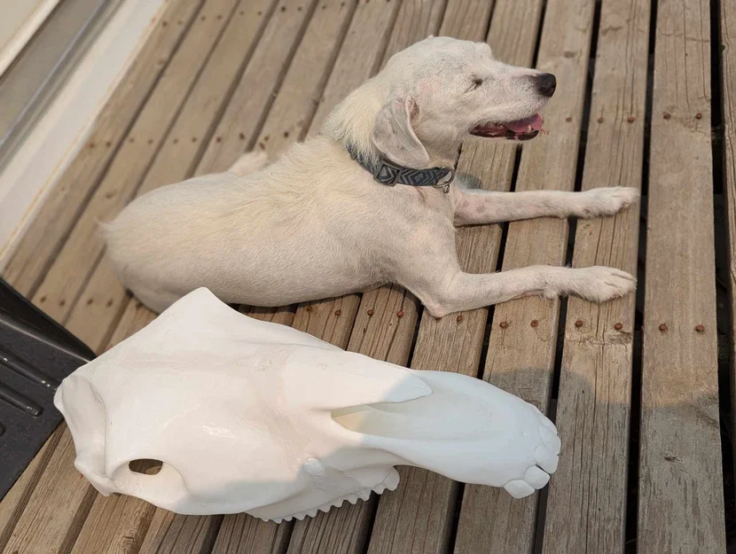 Hộp Sọ Ngựa Full Size – Nhiều Phần (Multiple Part) - Image 4