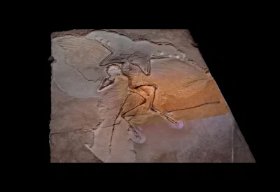 Hóa thạch Archeopteryx (Archeopteryx Fossil) - Image 1