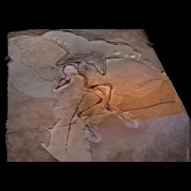 Hóa thạch Archeopteryx (Archeopteryx Fossil)