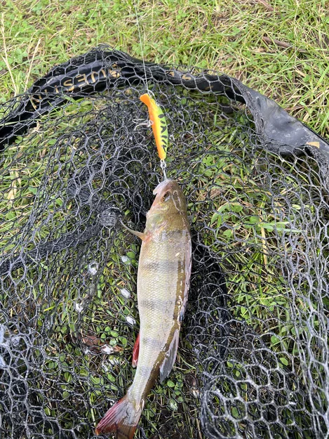 Mồi câu Slim Wobbler 50 mm - Image 2