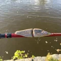 Mồi câu Zander (Walleye) Swimbait 2 mảnh - Thumbnail 2
