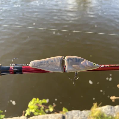 Mồi câu Zander (Walleye) Swimbait 2 mảnh