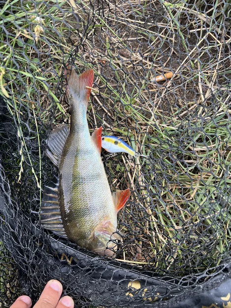 Deep Diving Mini Crankbait – Mồi Crankbait mini lặn sâu - Image 3