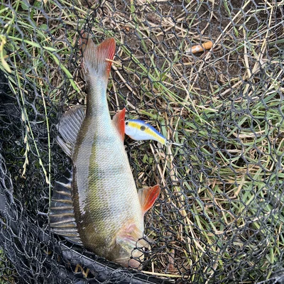 Deep Diving Mini Crankbait – Mồi Crankbait mini lặn sâu