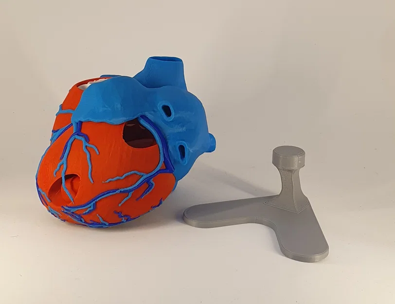Đế trưng bày cho mô hình tim giải phẫu 3D (Stand For Anatomic Heart) - Image 1