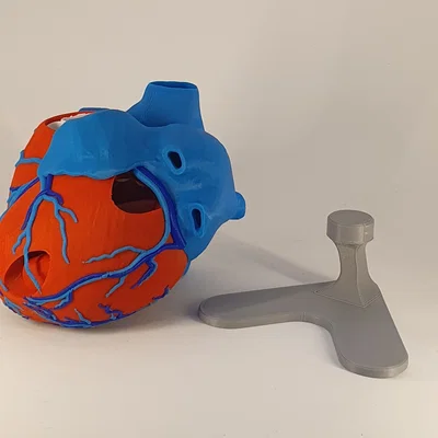 Đế trưng bày cho mô hình tim giải phẫu 3D (Stand For Anatomic Heart)