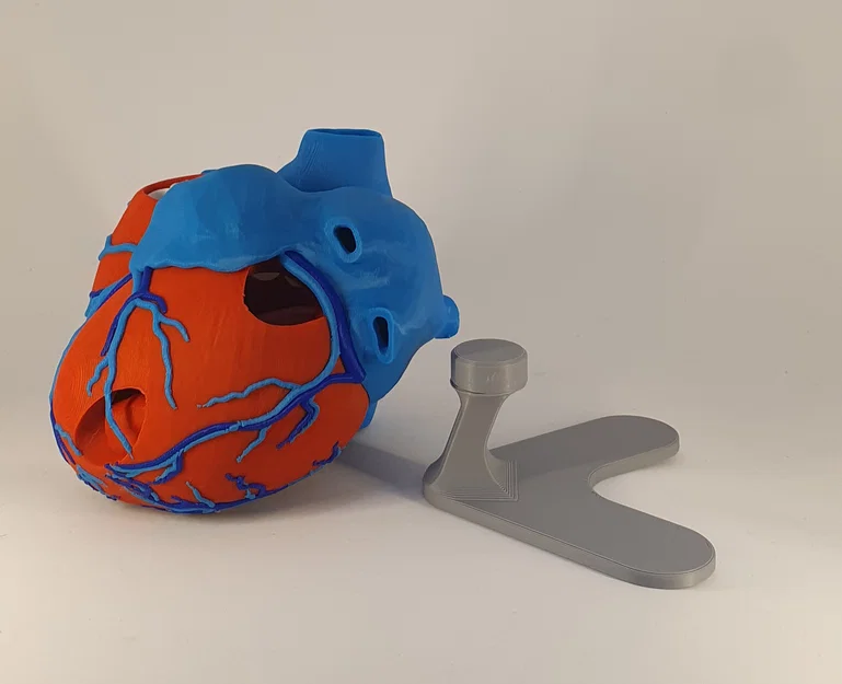 Đế trưng bày cho mô hình tim giải phẫu 3D (Stand For Anatomic Heart) - Image 2