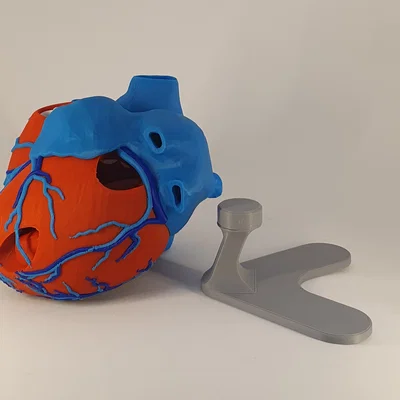 Đế trưng bày cho mô hình tim giải phẫu 3D (Stand For Anatomic Heart)