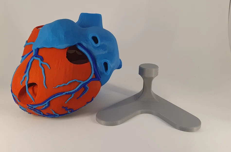 Đế trưng bày cho mô hình tim giải phẫu 3D (Stand For Anatomic Heart) - Image 3