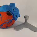 Đế trưng bày cho mô hình tim giải phẫu 3D (Stand For Anatomic Heart) - Thumbnail 3