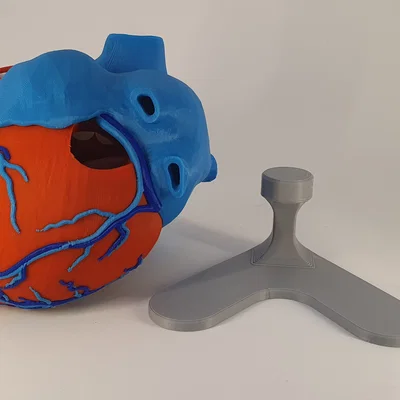 Đế trưng bày cho mô hình tim giải phẫu 3D (Stand For Anatomic Heart)