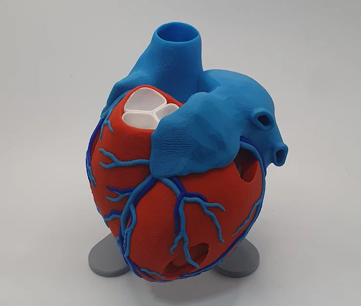 Đế trưng bày cho mô hình tim giải phẫu 3D (Stand For Anatomic Heart) - Image 4