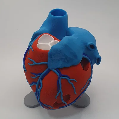 Đế trưng bày cho mô hình tim giải phẫu 3D (Stand For Anatomic Heart)