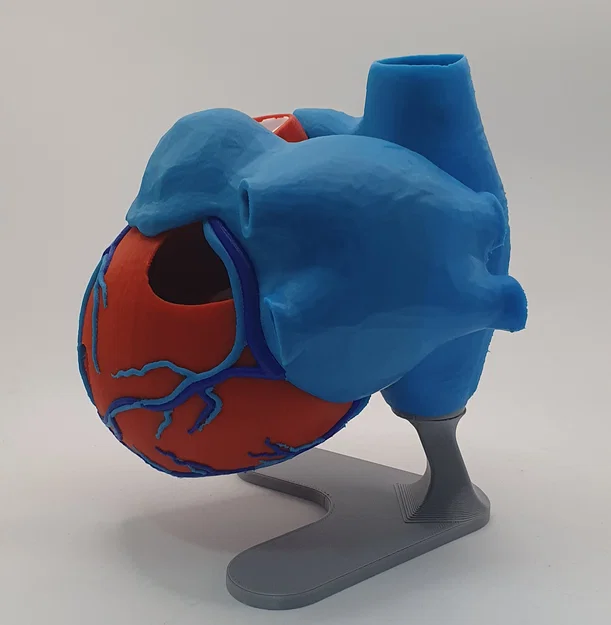 Đế trưng bày cho mô hình tim giải phẫu 3D (Stand For Anatomic Heart) - Image 5