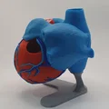 Đế trưng bày cho mô hình tim giải phẫu 3D (Stand For Anatomic Heart) - Thumbnail 5